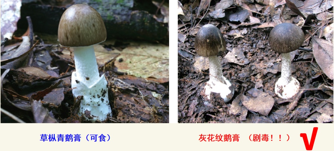 别吃!已有20人中毒 别吃!已有20人中毒