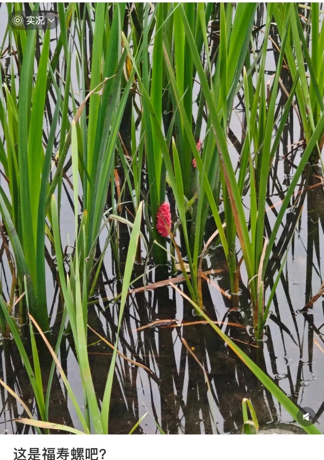 别吃!寄生虫多达6000条,“粉红色”螺卵近期正大量出现 别吃!寄生虫多达6000条,“粉红色”螺卵近期正大量出现