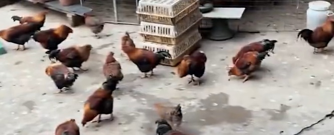 “我准备倒闭了!” “我准备倒闭了!”