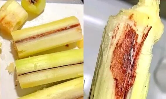 清明甘蔗“毒过蛇”?医生提醒:这种甘蔗千万别吃! 清明甘蔗“毒过蛇”?医生提醒:这种甘蔗千万别吃!