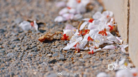 北京蓝天与杏花超配的