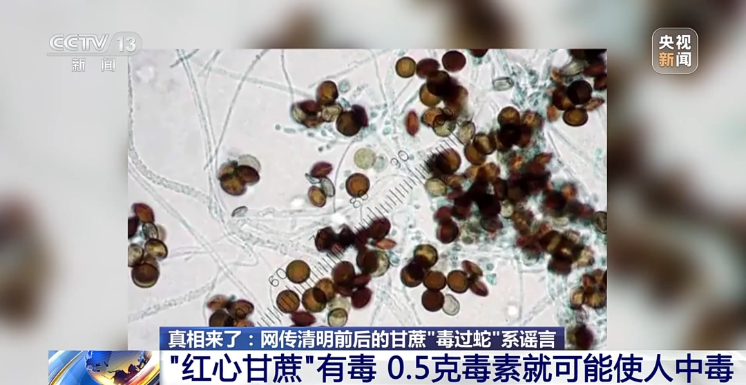 清明甘蔗“毒过蛇”?医生提醒:这种甘蔗千万别吃! 清明甘蔗“毒过蛇”?医生提醒:这种甘蔗千万别吃!