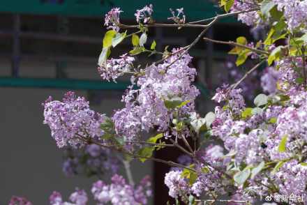 转存！北海公园丁香花开藏尽诗意