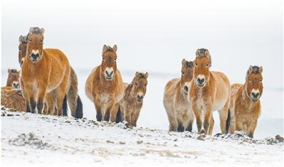 我给野马当“奶爸”