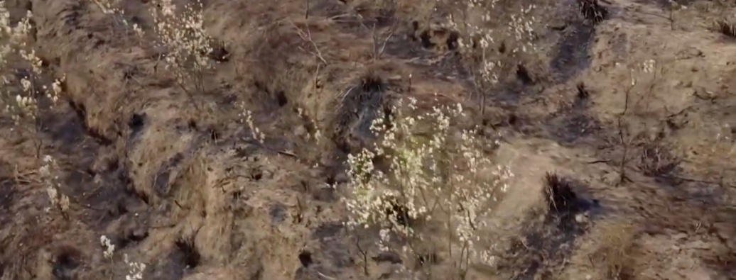 1598棵化橘红树被烧成焦木,一棵价值两三千元!近期多人被抓,罪名都是…… 1598棵化橘红树被烧成焦木,一棵价值两三千元!近期多人被抓,罪名都是……