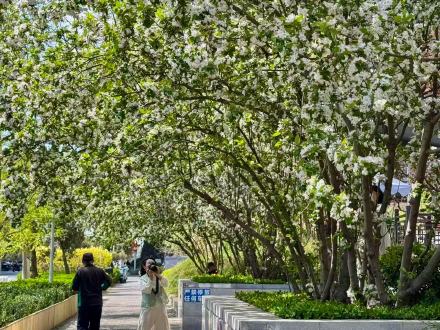 北京东三环畔海棠开，闹市藏春入画来