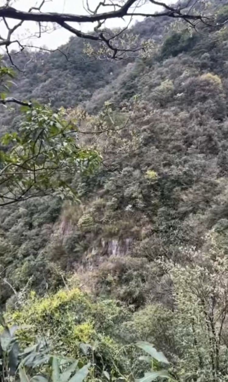 杭州一父亲带6岁儿子早上9点爬山，下午4点报警，晚上11点被找到……