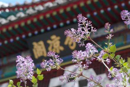 转存！北海公园丁香花开藏尽诗意