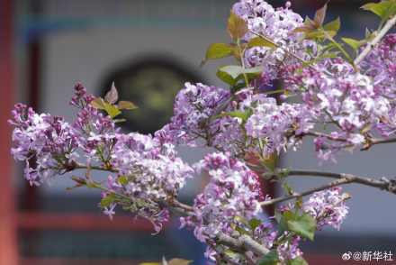 转存！北海公园丁香花开藏尽诗意