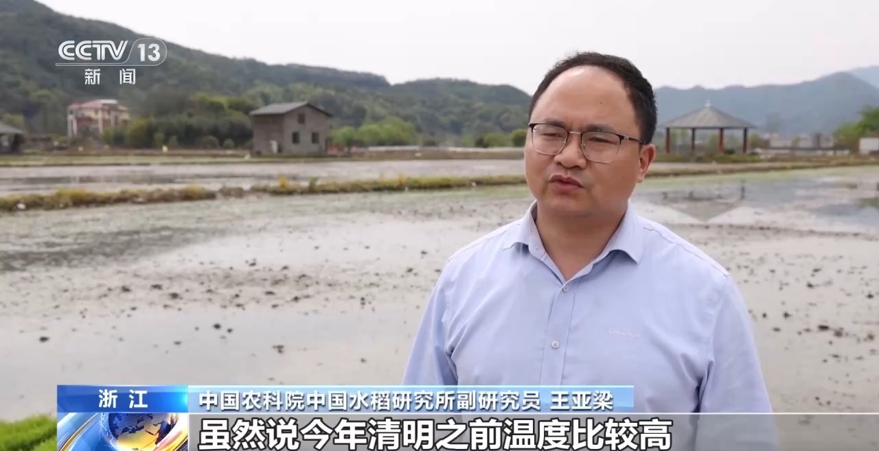 “插秧早”为什么“不如养秧老”?专家:可以更好应对低温 “插秧早”为什么“不如养秧老”?专家:可以更好应对低温