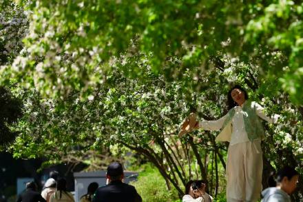 北京东三环畔海棠开，闹市藏春入画来