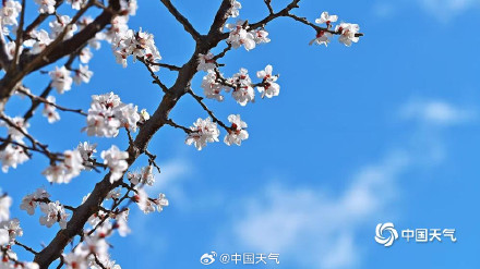 北京蓝天与杏花超配的