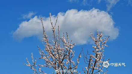 北京蓝天与杏花超配的