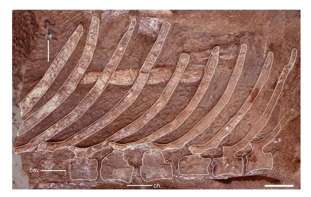 江西发现7000万年前新属种恐龙! 江西发现7000万年前新属种恐龙!