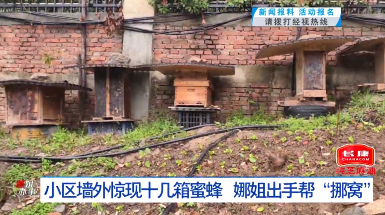 武汉一小区墙外惊现十几箱蜜蜂!附近还有幼儿园,市民路过心慌!相关部门回应 武汉一小区墙外惊现十几箱蜜蜂!附近还有幼儿园,市民路过心慌!相关部门回应