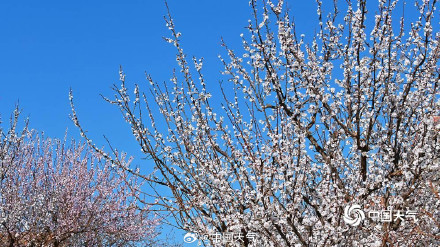 北京蓝天与杏花超配的