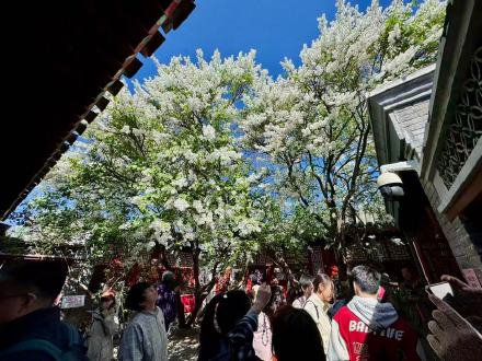鲁迅亲手种植的白丁香101岁啦