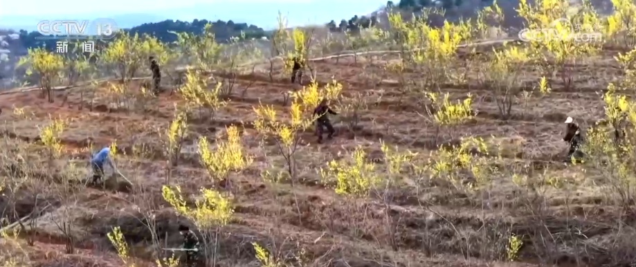特色花海成百姓增收“钱袋子” 擦亮生态景观美丽名片添彩农文旅发展新画卷 特色花海成百姓增收“钱袋子” 擦亮生态景观美丽名片添彩农文旅发展新画卷
