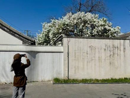 鲁迅亲手种植的白丁香101岁啦
