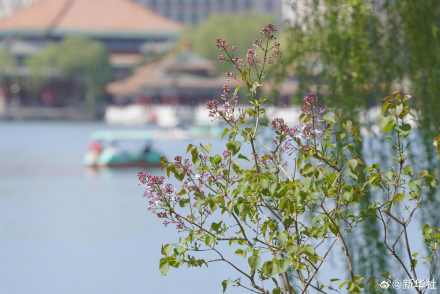转存！北海公园丁香花开藏尽诗意