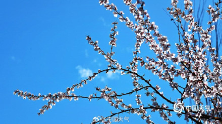 北京蓝天与杏花超配的