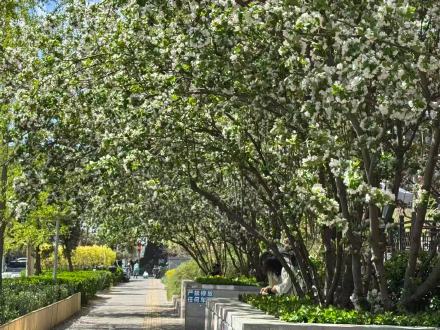 北京东三环畔海棠开，闹市藏春入画来