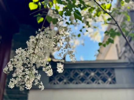 鲁迅亲手种植的白丁香101岁啦