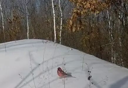 雪中“萌”遇!大兴安岭惊现“靠山红”,粉红小鸟雪地觅食超可爱 雪中“萌”遇!大兴安岭惊现“靠山红”,粉红小鸟雪地觅食超可爱