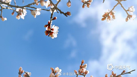 北京蓝天与杏花超配的