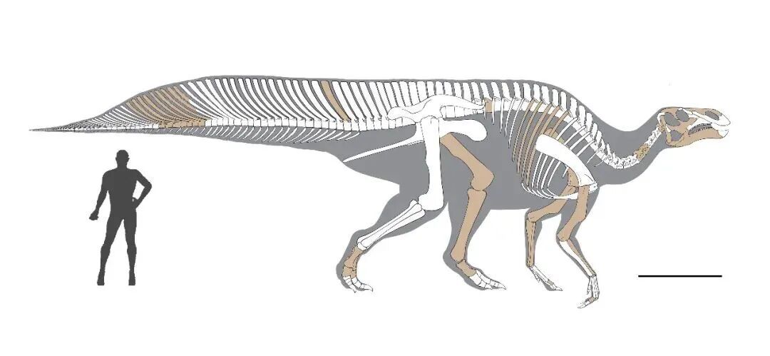 江西发现7000万年前新属种恐龙! 江西发现7000万年前新属种恐龙!