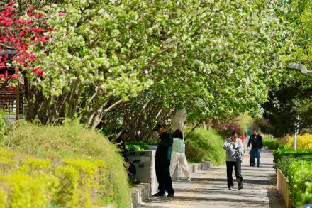 北京东三环畔海棠开，闹市藏春入画来