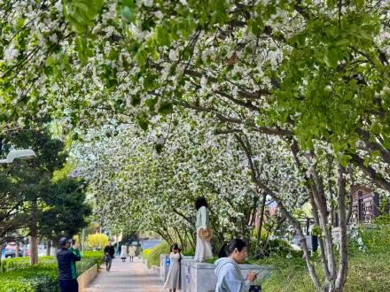 北京东三环畔海棠开，闹市藏春入画来