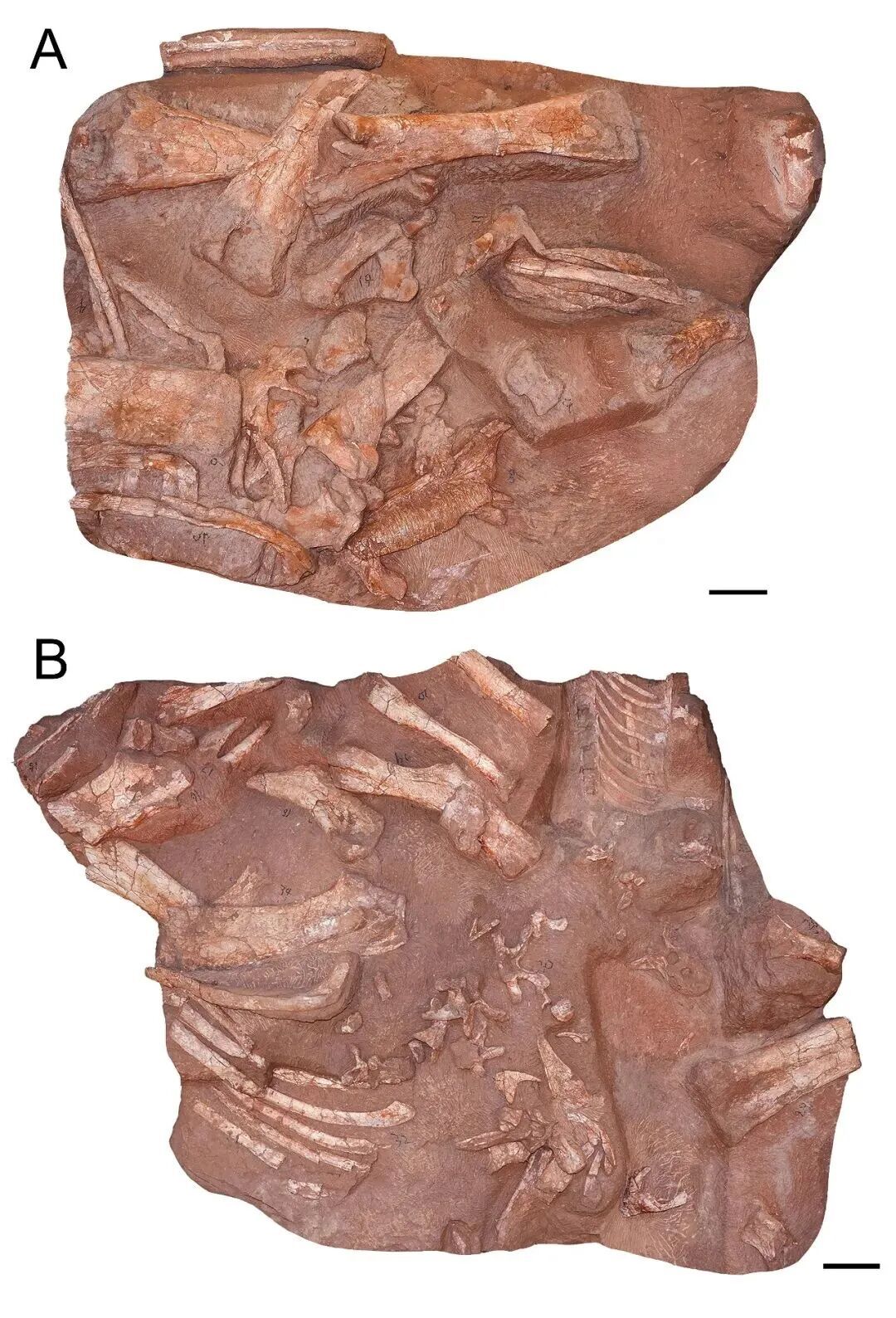 江西发现7000万年前新属种恐龙! 江西发现7000万年前新属种恐龙!
