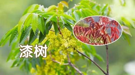 正当季，大量上市！千万别吃到这几种“高仿”，可致休克！