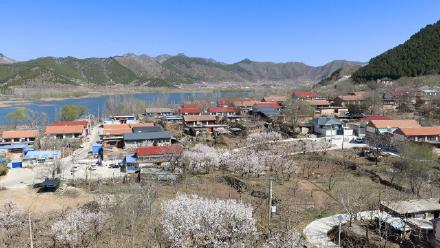 遵化万亩杏花绘就春日盛景