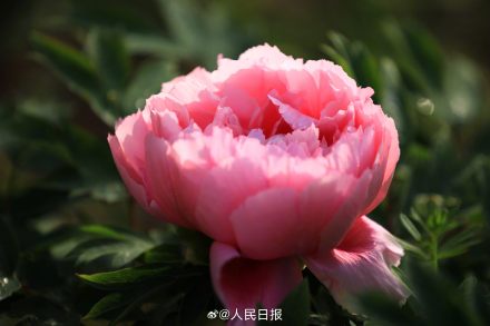 今年份的牡丹已上线