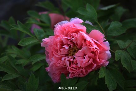 今年份的牡丹已上线