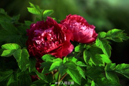 今年份的牡丹已上线