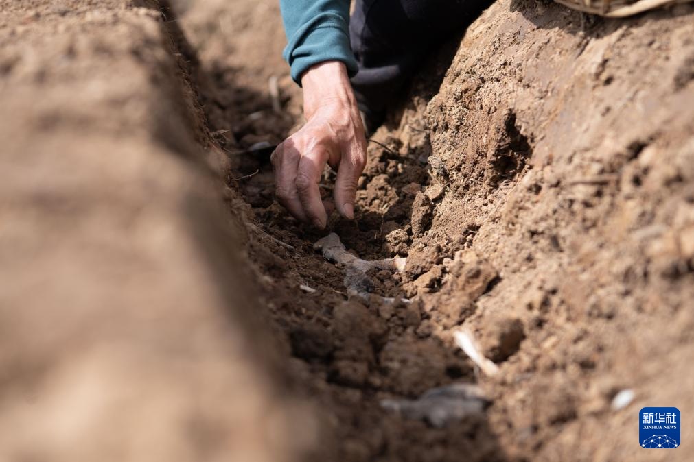 春日农耕忙 姜田孕希望 春日农耕忙 姜田孕希望