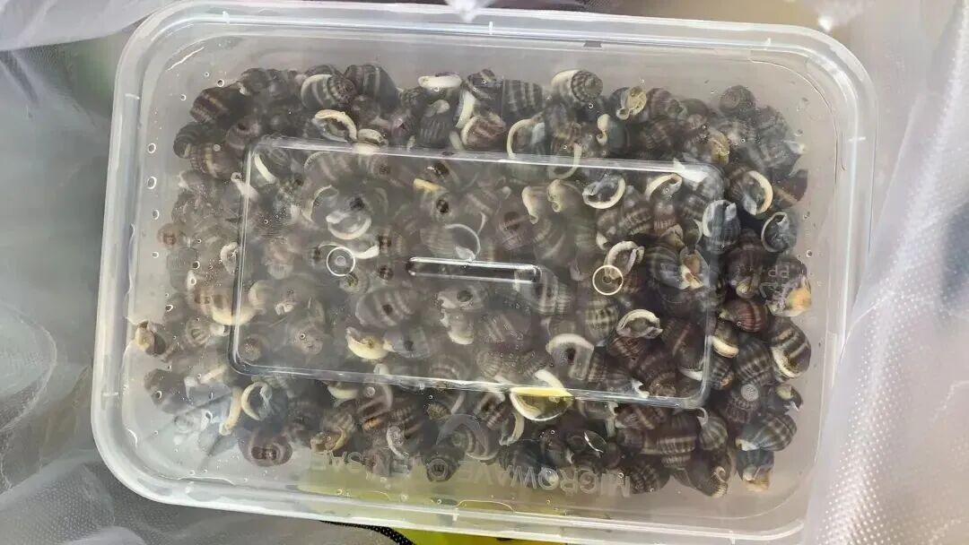 别碰更别吃！这类“密恐”生物近期大量出现，寄生虫多达6000多条