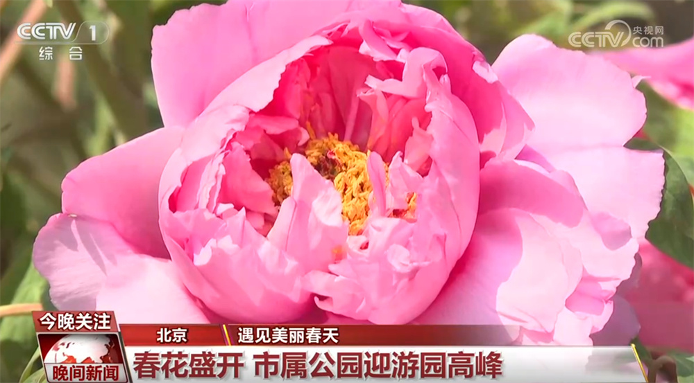 春日“赏花经济”解锁“花式”新玩法 多元“文旅商”融合模式激活消费活力 春日“赏花经济”解锁“花式”新玩法 多元“文旅商”融合模式激活消费活力