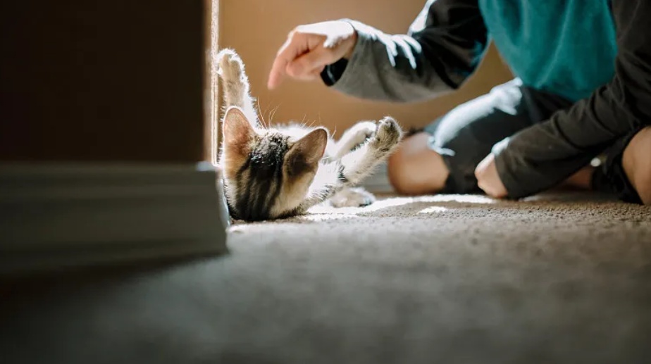 右眼0.02 左眼0.1，14岁男孩常与家中猫狗同吃同睡，双眼感染弓蛔虫幼虫近乎失明
