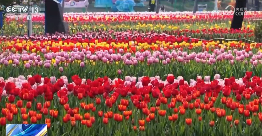 “花样经济”升温解锁大好春光 “春日经济”从“流量”到“增量”潜能不断释放