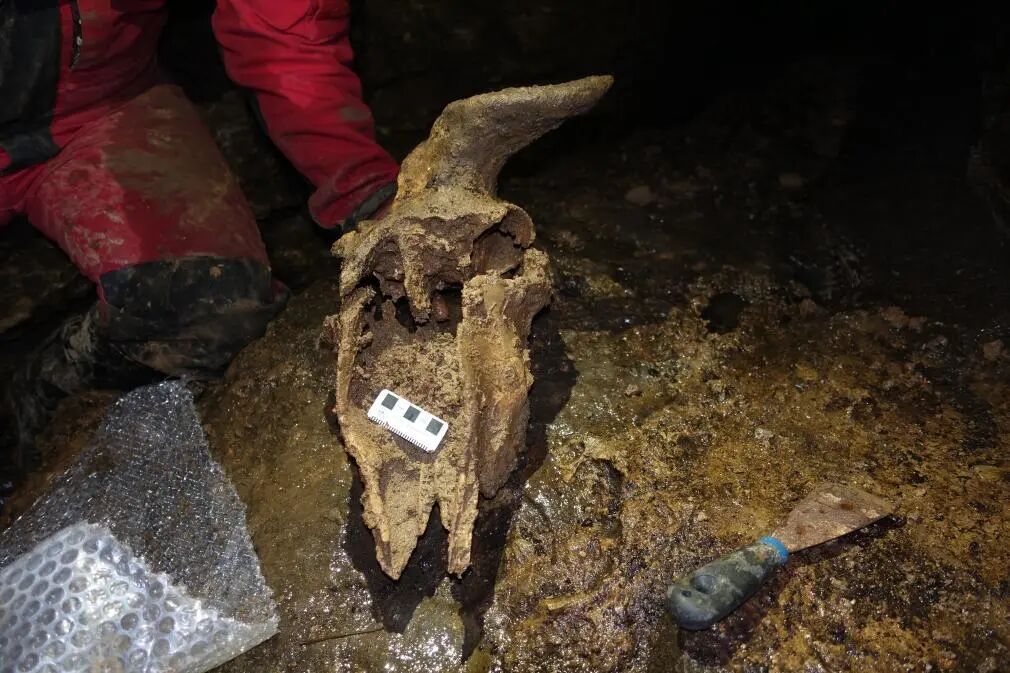 我国最完整羚牛化石，被发现！