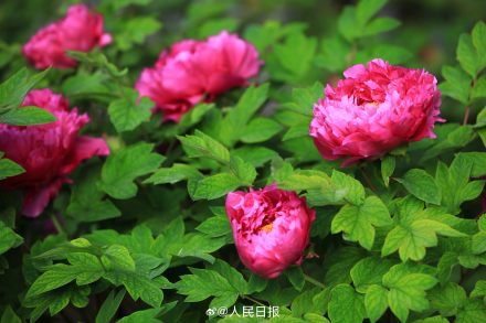 今年份的牡丹已上线