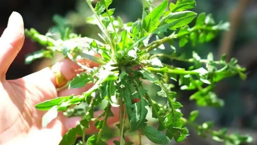 春风一吹，山西人的餐桌就绿了