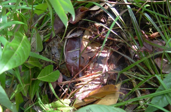 “会活着回来”，是这位缉毒烈士这辈子最大的谎话