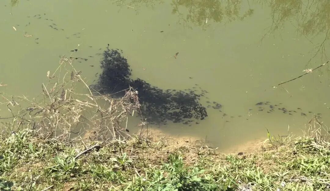 镇江水域大量出现，多部门紧急提醒！