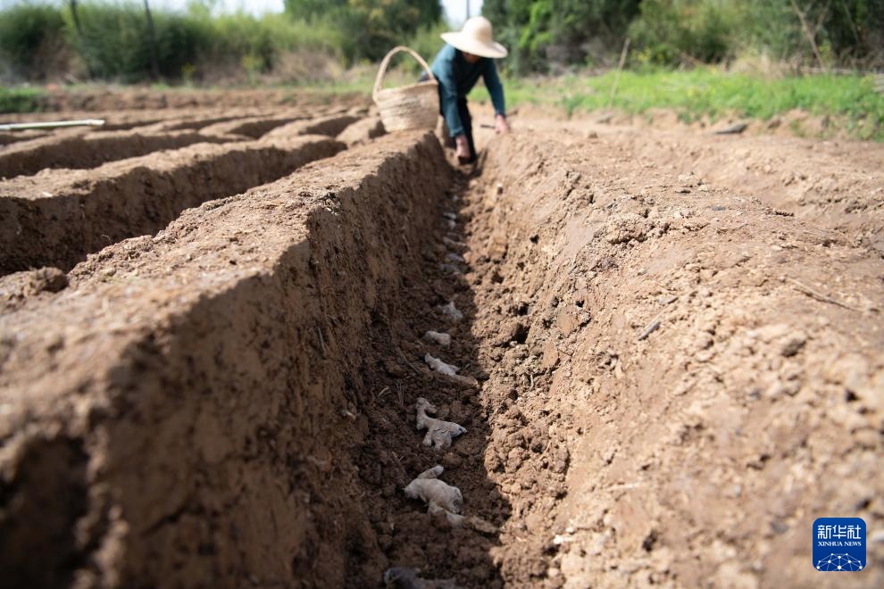 春日农耕忙 姜田孕希望 春日农耕忙 姜田孕希望