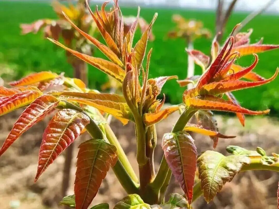 春风一吹，山西人的餐桌就绿了